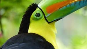 Voyage Costa Rica observation toucan