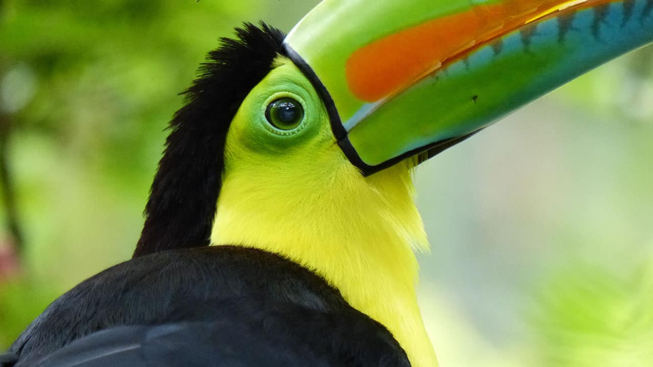 voyage-costa-rica-famille-toucan-1.jpg